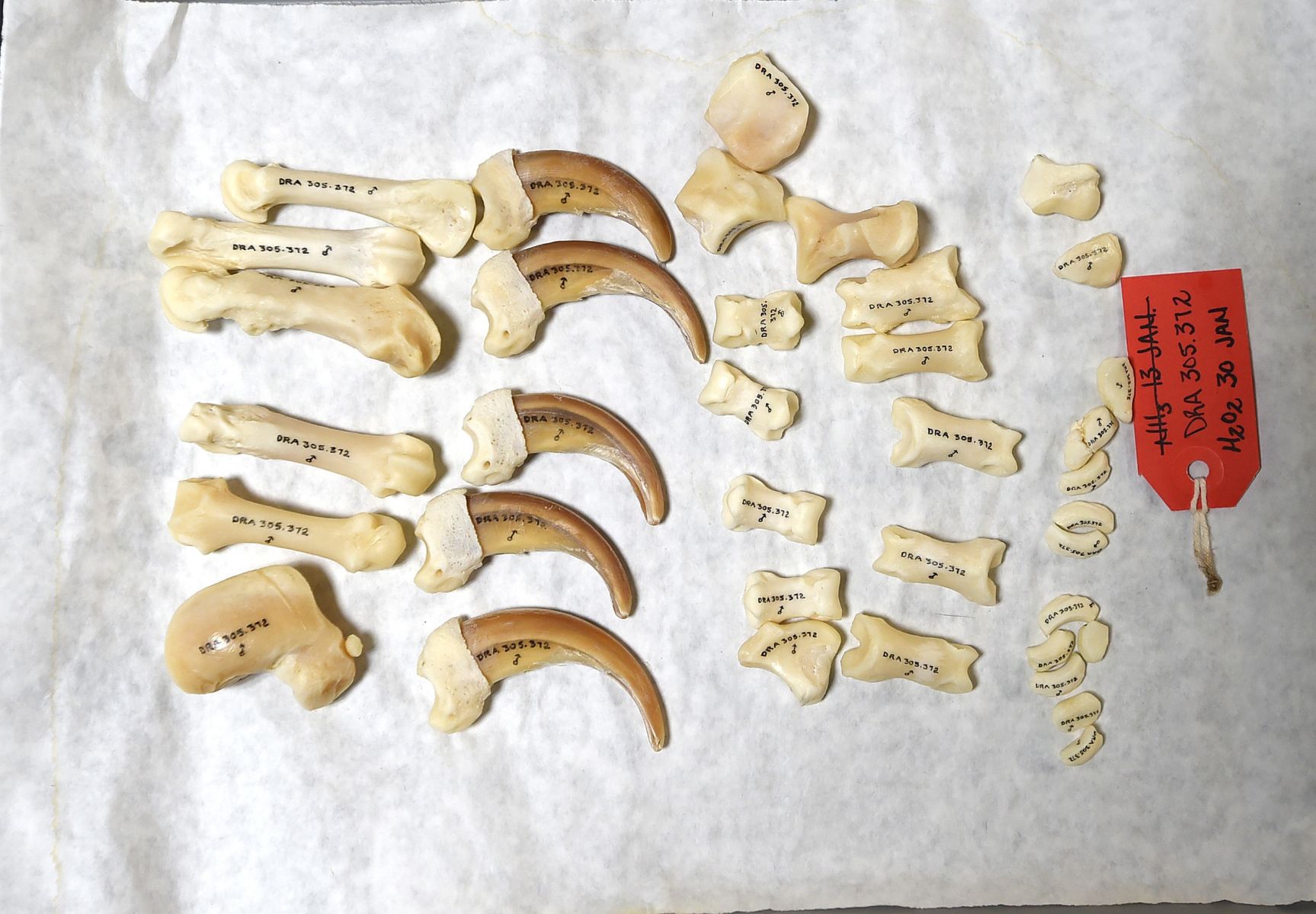 Museum grizzly claw